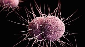 بیماری سوزاک