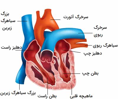 ساختار اناتومی قلب